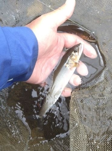アユの釣果