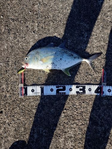 オニヒラアジの釣果