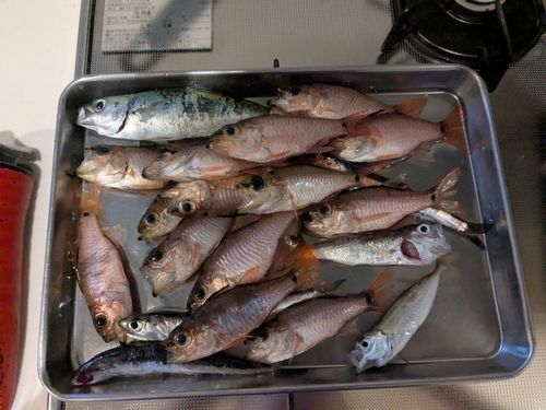 ネンブツダイの釣果