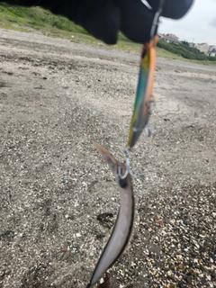 シタビラメの釣果