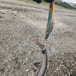 シタビラメ