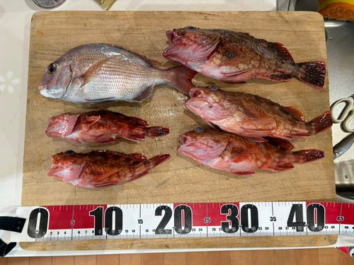 カサゴの釣果