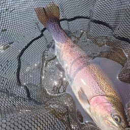 レインボートラウト