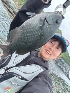 オナガグレの釣果