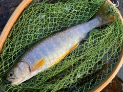 イワナの釣果
