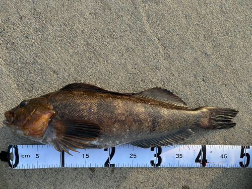 アイナメの釣果