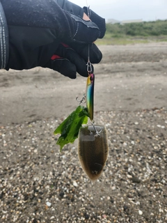 シタビラメの釣果