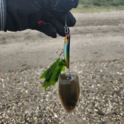 シタビラメ
