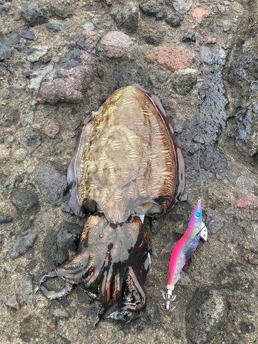 イカの釣果