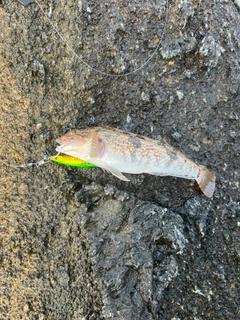 アイナメの釣果