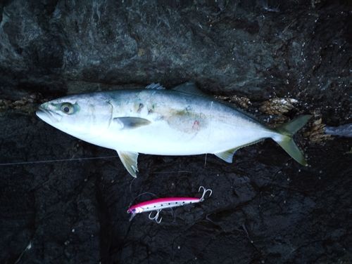 ヤズの釣果