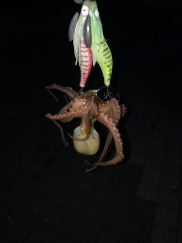 タコの釣果