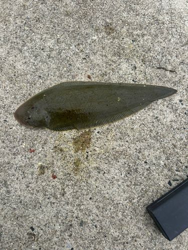 シタビラメの釣果