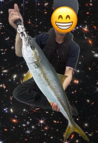 ヒラマサの釣果