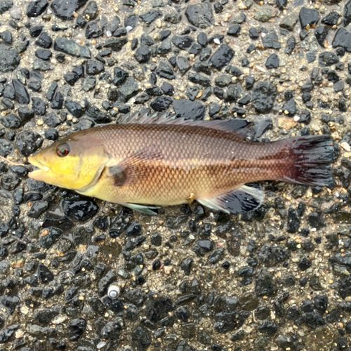 コブダイの釣果