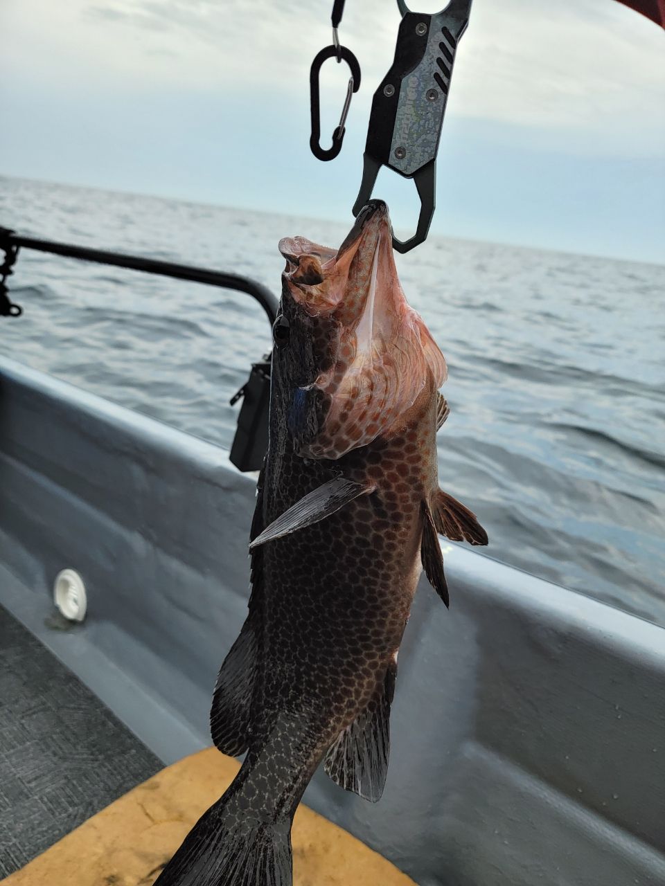 クロエ・釣師さんの釣果 1枚目の画像