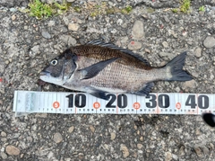 チヌの釣果