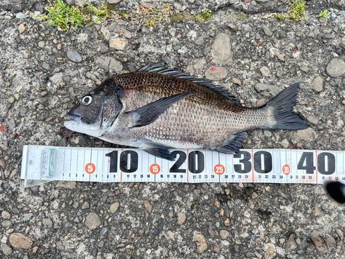 チヌの釣果