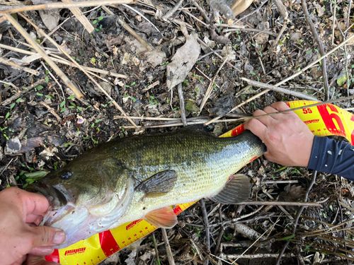 ブラックバスの釣果