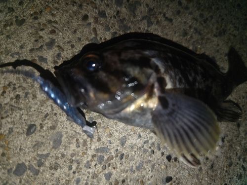 クロソイの釣果