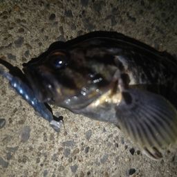 クロソイ