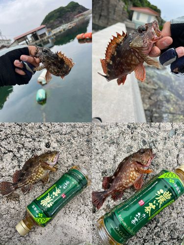 イトフエフキの釣果