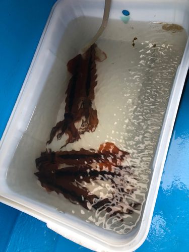 スルメイカの釣果