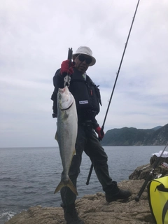 メジロの釣果