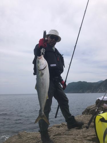 メジロの釣果