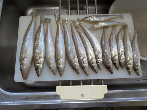 キスの釣果
