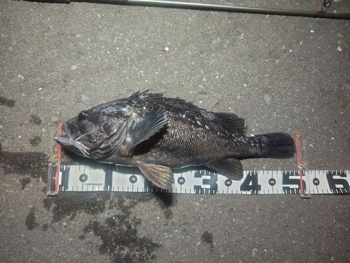 クロソイの釣果