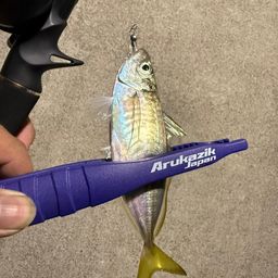 アジ