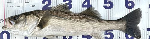 シーバスの釣果