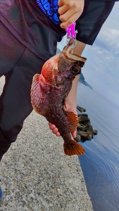 ケムシカジカの釣果