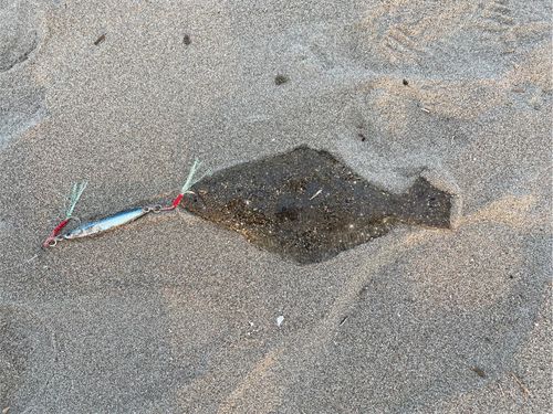 ヒラメの釣果