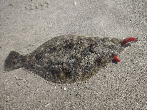 ヒラメの釣果