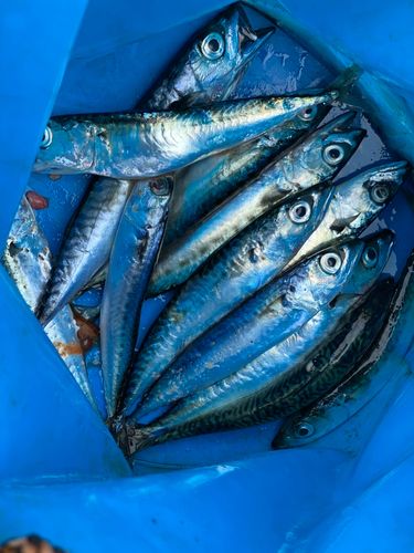 ブダイの釣果