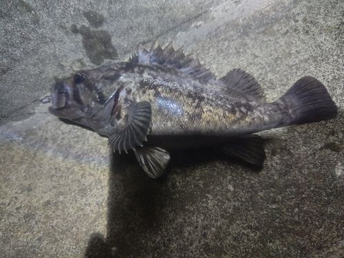クロソイの釣果