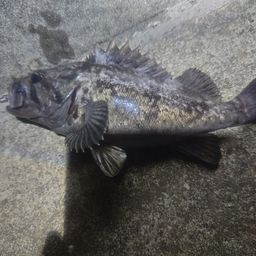 クロソイ