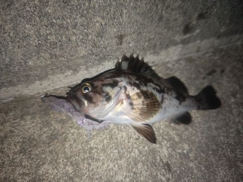 ムラソイの釣果