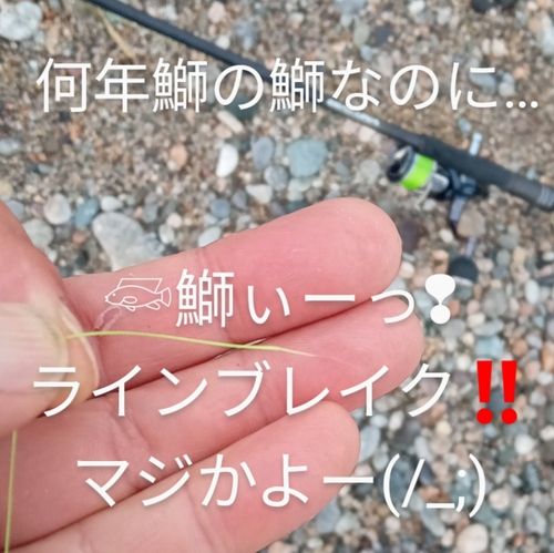 マイワシの釣果