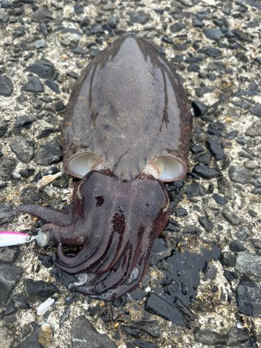 コウイカの釣果