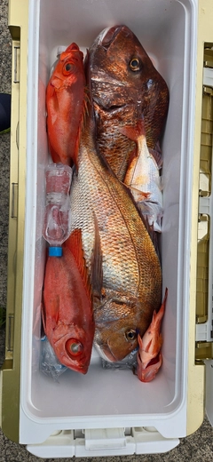 タイの釣果