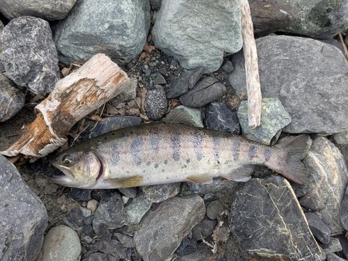 アマゴの釣果