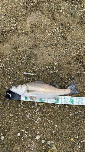 セイゴ（マルスズキ）の釣果