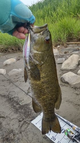 スモールマウスバスの釣果