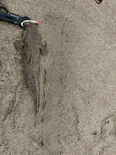 マゴチの釣果