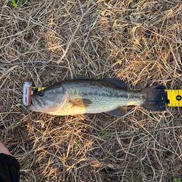 ラージマウスバス