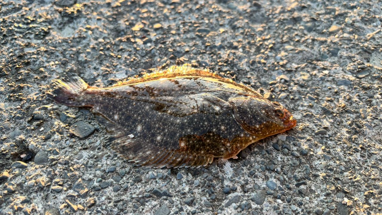 カレイ