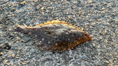 カレイの釣果